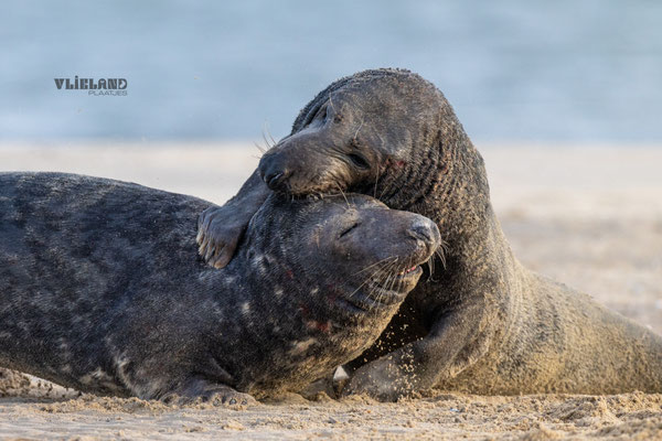 Mannetje grijpt mannetje in de nek, jan 2025