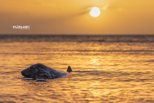 Zeehond in zee met zonsopkomst, dec 24 (1)