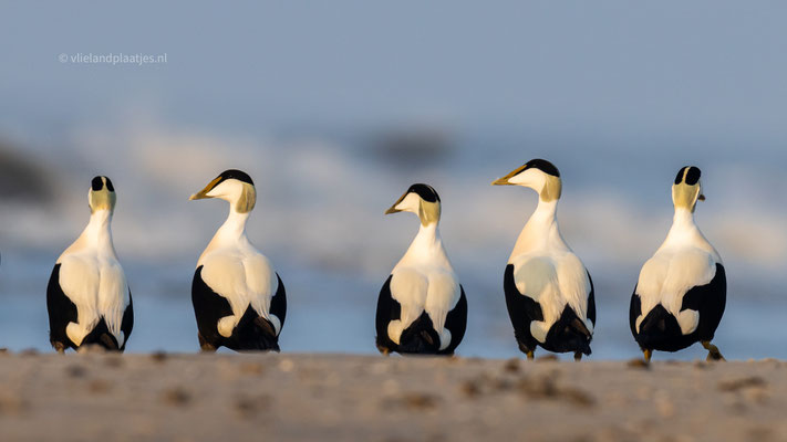 Eiders (m) in de avondzon (maart 2024)