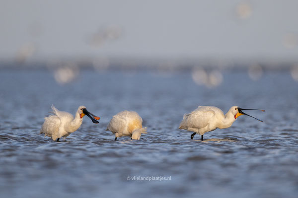 Drie Lepelaars in de avondzon april 24 (5) 