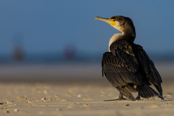 Aalscholver Noordzeestrand, okt 2021