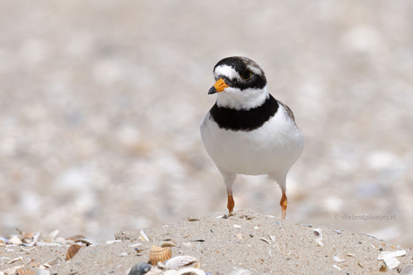 Bontbekplevier close up (7-23)
