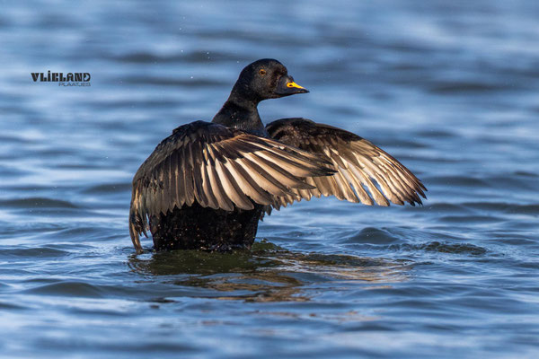 Zwarte Zee eend, april 2025