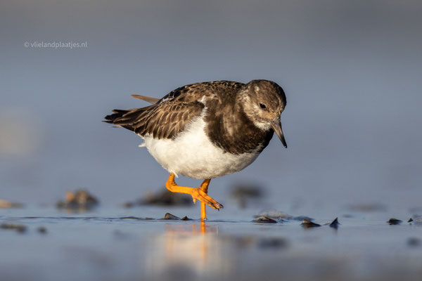 Steenloper in de avondzon maart 24 (2)
