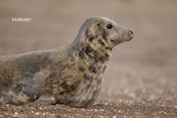 Moeder eerste pup en profil, dec 2024 