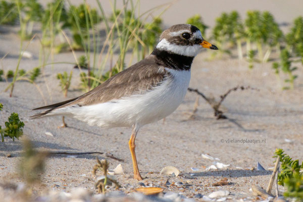Bontbekplevier close up strand juni '23