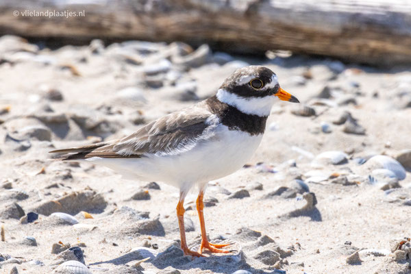 Bontbekplevier close up (juli 23)