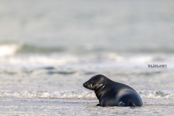 Zeehond met Melanisme aan de waterlijn, jan 25 (2)