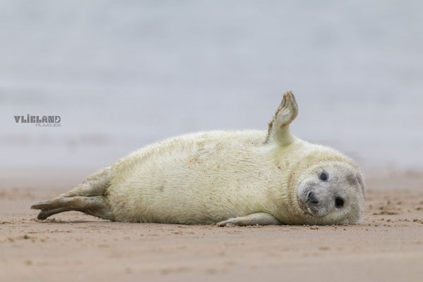 Pup zwaait je toe, jan 2025