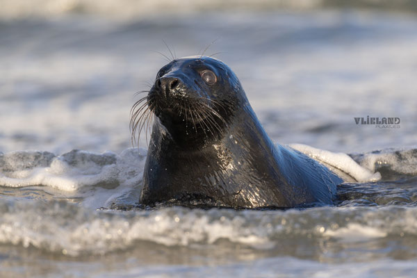 Zeehond met Melanisme ligt in de golven, jan 25