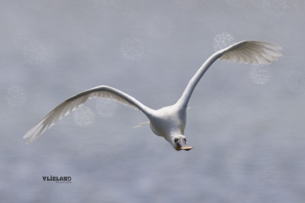 Lepelaar recht op me af, juni 2025 (2)