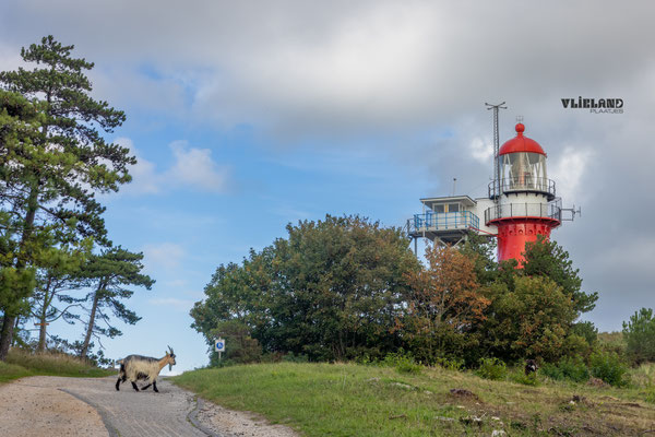 Geit en Vuurtoren, sept 2025
