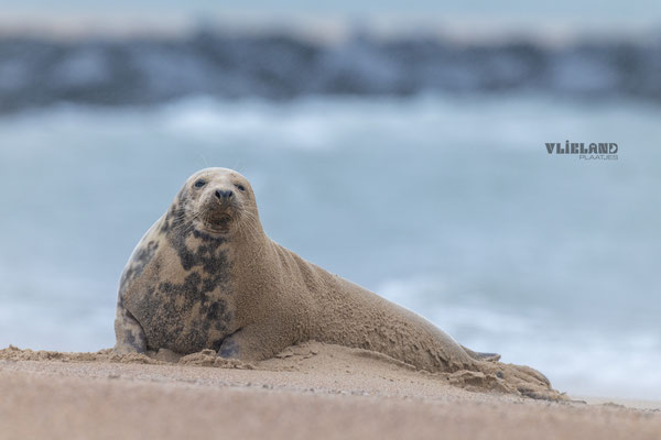 Zeehond onder het opgestoven zand, dec 24