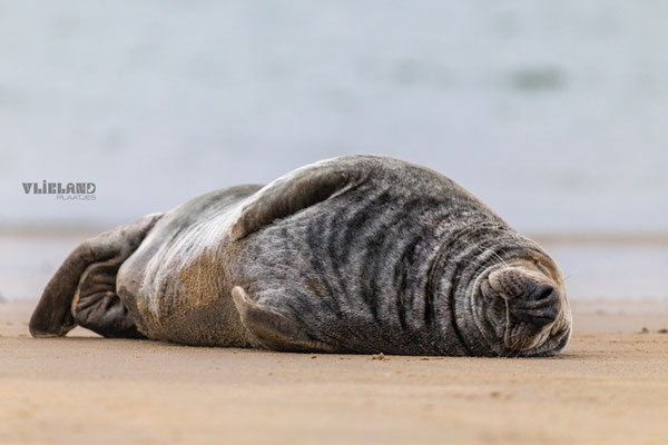 Grijze Zeehond mannetje slaapt