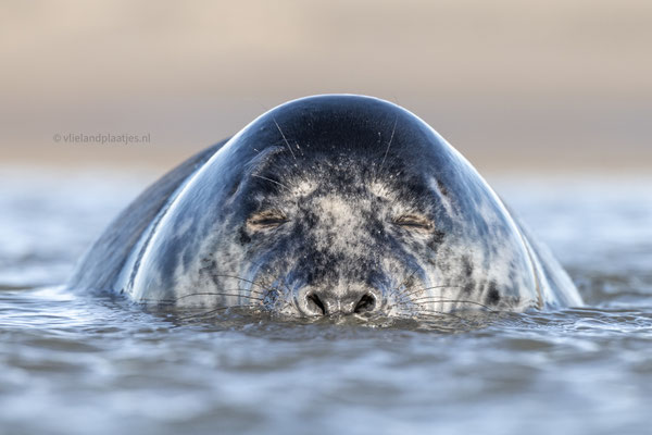 Leven in het hier en nu