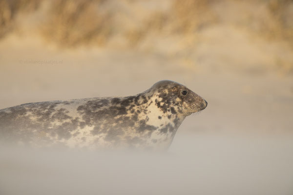 Grijze zeehond (v) in zandstorm, jan 24