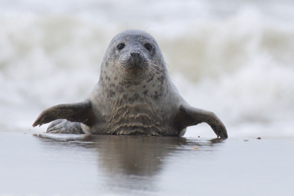 Zeehond kruipt uit de Noordzee-branding, 18 maart 2026