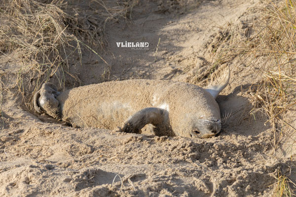 Zeehond kroelt in het zand tegen het duin, jan 2025