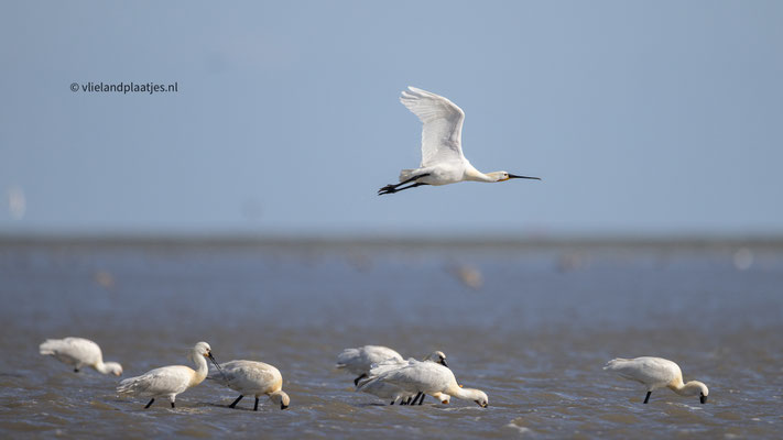 Groep Lepelaars met overvliegende (apr 24)