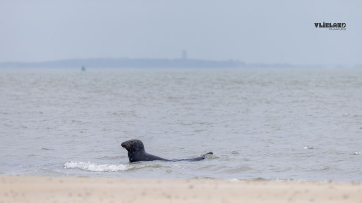 Laat me maar op Vlieland Zijn-december 2025