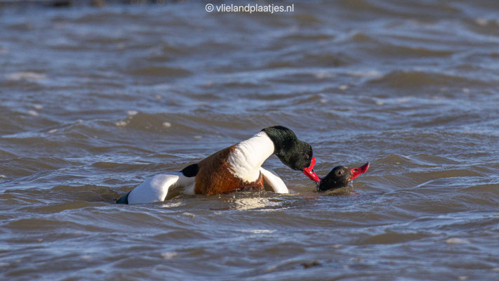 Bergeenden m&v, 18 maart 2022 (III)