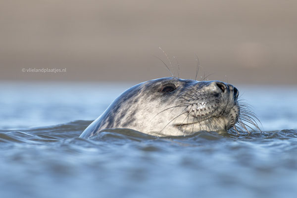 Jonge Grijze Zeehond II jan 24