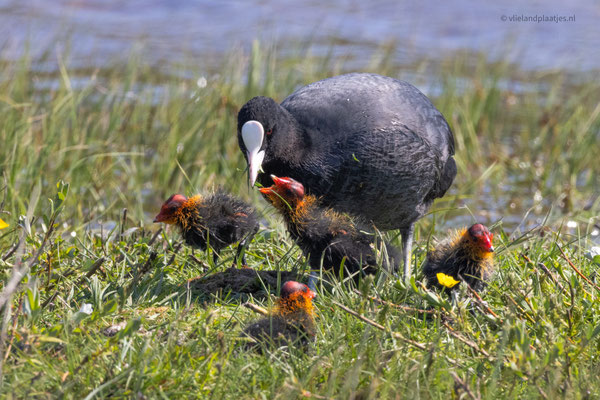 Meerkoet met jongen (mei 23)