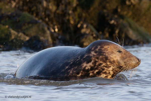 Grijze zeehond in de namiddagszon, dec 22 (VIII)