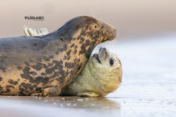 Moeder en pup in Knuffelstand langs de waterlijn, dec 2024