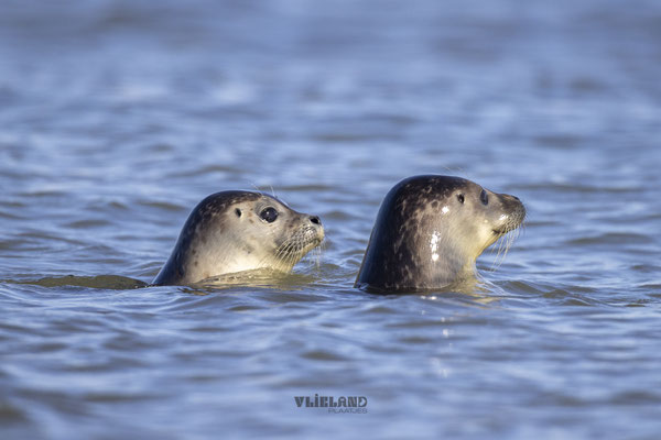 Samen in zee, okt 24 (6)