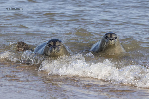 Balloon & Sophie aan de vloedlijn, okt 24