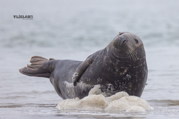 Zeehond (m) aan de vloedlijn in Banana Pose, dec 24 (3)