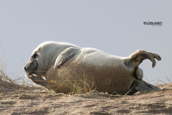 Pup krabt zijn vacht af, jan 2025