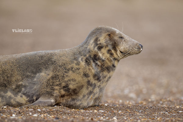 Moeder eerste pup en profil, dec 2024  (2)