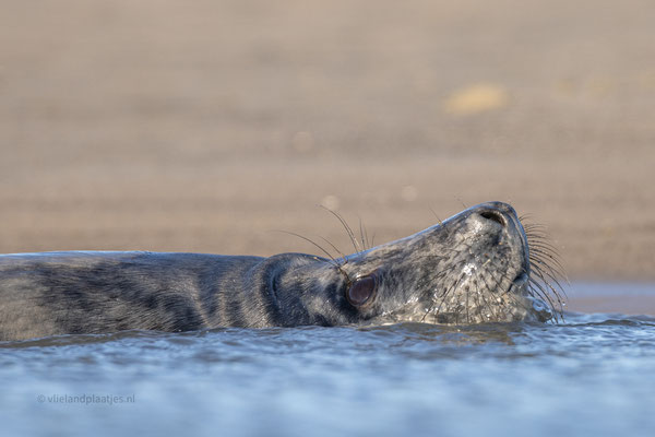Zeehond, speknek in water jan 24
