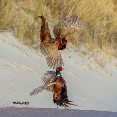 Fazanten in gevecht, maart 2025