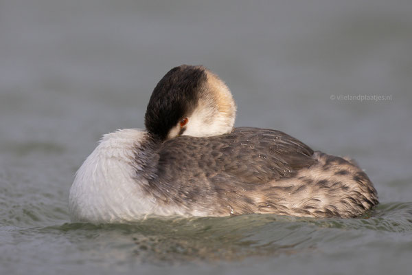 Fuut slaapt met 1 oog open (feb 24)