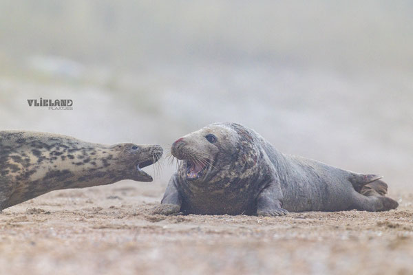 Zeehonden bijten, dec 24
