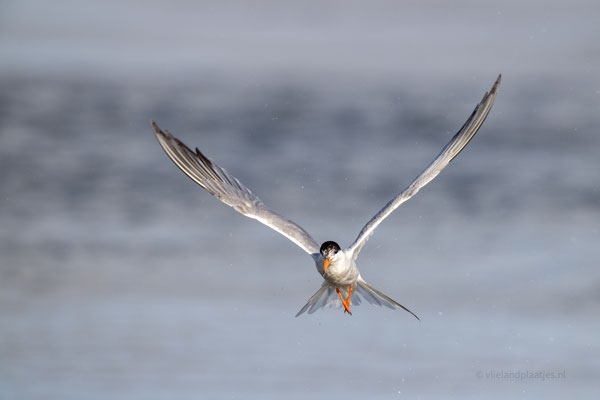 Visdief in X vorm, aug 23