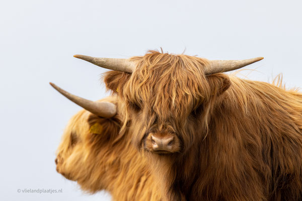 Schotse Hooglanders, Pad van Twintig (2) 23