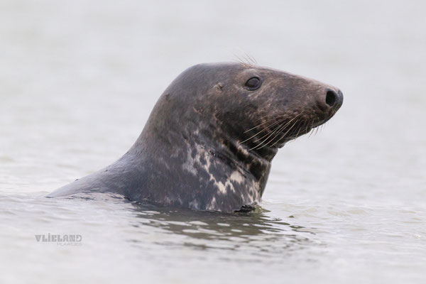 Grote kop Grijze Zeehond (m) boven water, jan 25