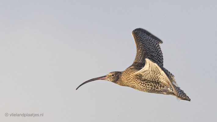 Wulp Vlieland nov 2021