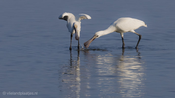 Spiegel twee Lepelaars, Vlieland, sept 2021 (IV)