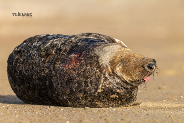 Zeehond mannetje steekt zijn tong uit, dec 24