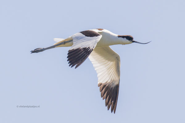 Kluut in vlucht  (juni 22 no15)