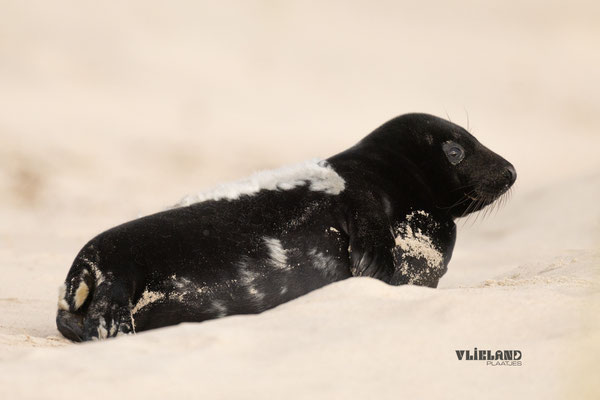 Zeehond met Melanisme flink verhaard, jan 25