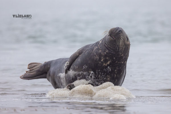 Zeehond (m) aan de vloedlijn in Banana Pose, dec 24 (2)