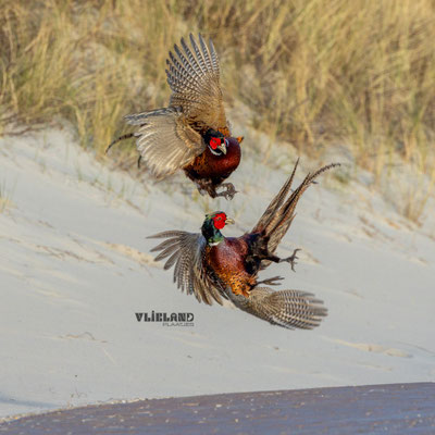 Fazanten in gevecht, maart 2025 (2)