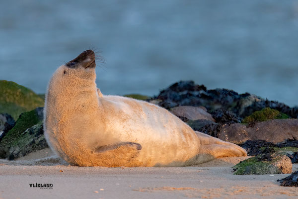 Zeehond pup neus ontvacht, januari 2026