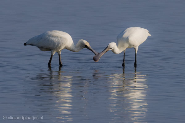 Spiegel twee Lepelaars, Vlieland, sept 2021